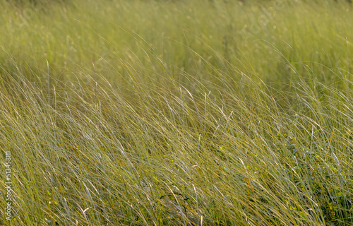 Beautiful and fresh grassland under morning light. this photo was taken from Chittagong Bangladesh