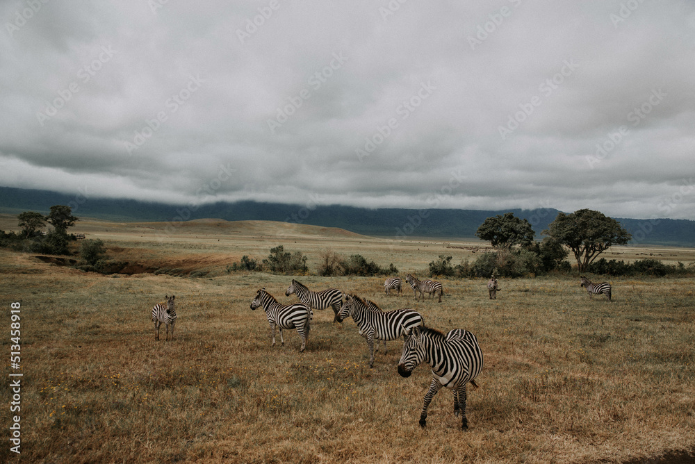 Naklejka premium stado zwierząt, zebry w parku w afryce 