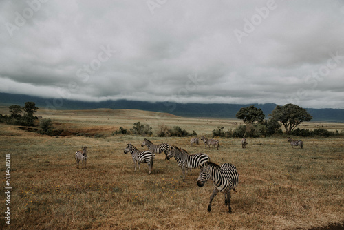 stado zwierz  t  zebry w parku w afryce 