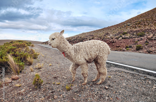 Llama on a mountain road in the Peruvian Andes.