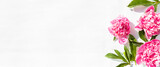 Flowers pink peonies floating on the water. Top view, flat lay. Banner