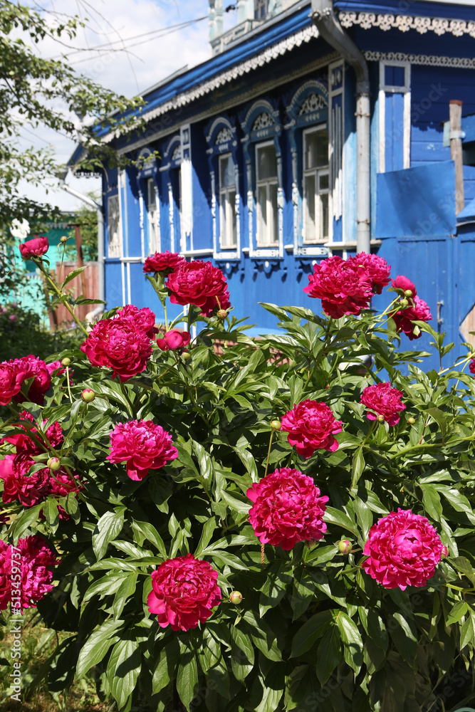 Purple peonies flowers in garden, summer blossoming in Suzdal town, Vladimir region, Russia. Russian countryside nature. Red peony bloom. Peonies blossom. Wooden house with ornamental windows, frames
