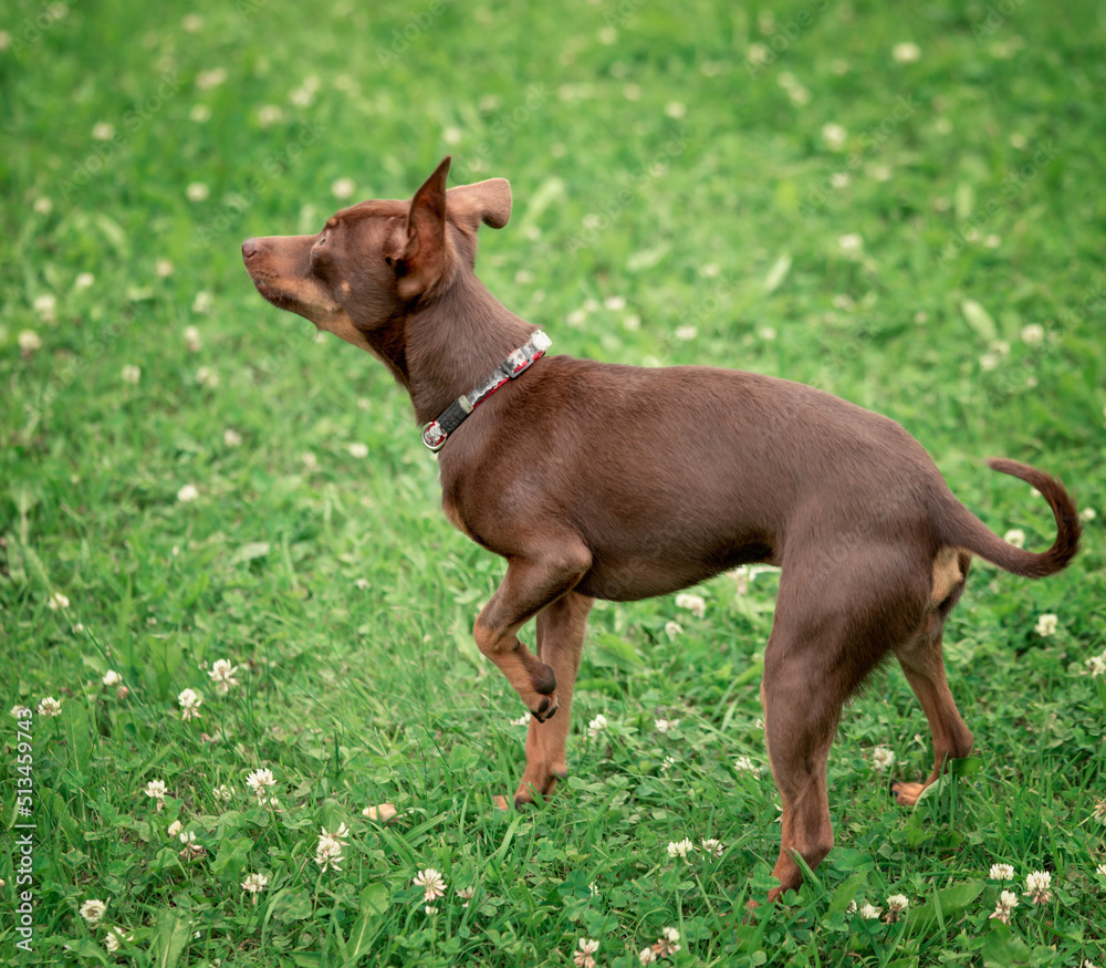 Prague rat - dog standing outdoor looking side, full length portrait Prague rat - dog standing outdoor looking side, full length portrait