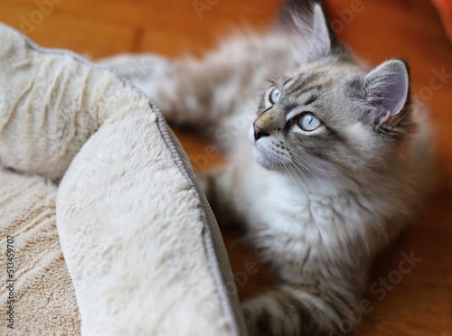 Fotografía Fluffy siberian cat with blue eyes, 
background. Neva masquerade.