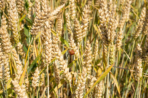 Close up of wheat ears, field of wheat in a summer day. Harvesting period. Selective focus. Field landscape.
