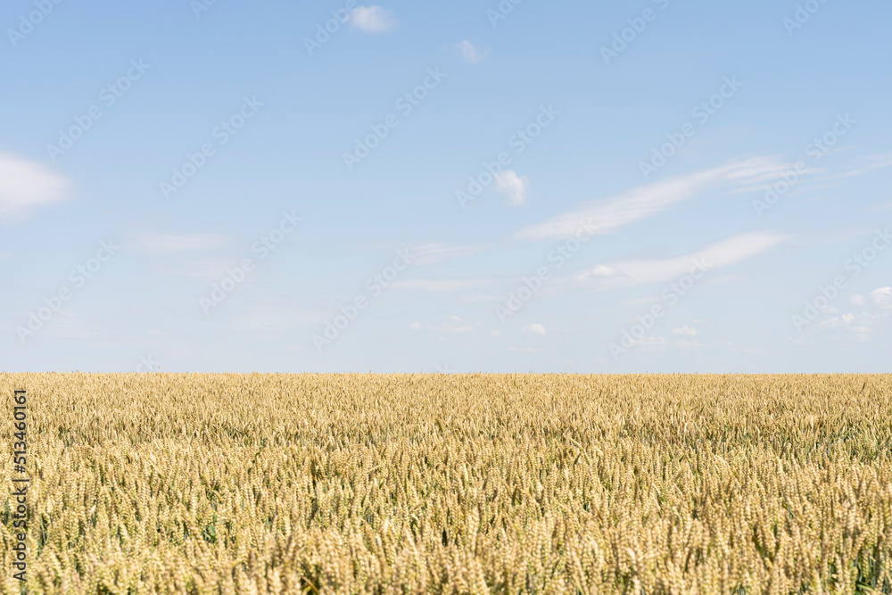Wheat ears, field of wheat in a summer day. Harvesting period. Selective focus. Field landscape.