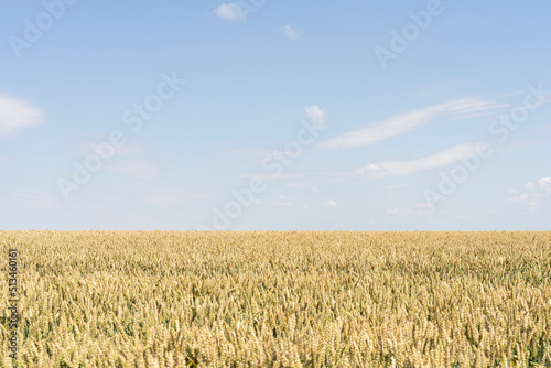 Wheat ears  field of wheat in a summer day. Harvesting period. Selective focus. Field landscape.