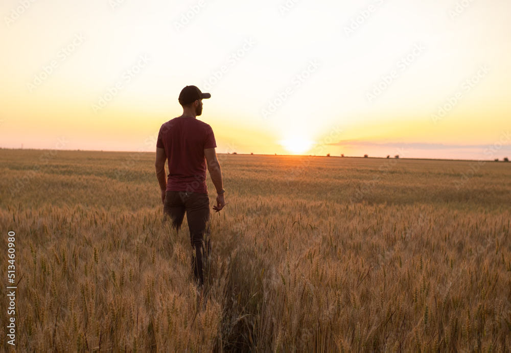 A caucasian man on the wheat field is checking his harvest of wheat in the sunset light A caucasian man on the wheat field is checking his harvest of wheat in the sunset light