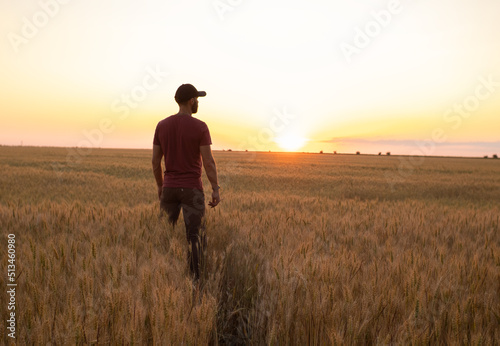 A caucasian man on the wheat field is checking his harvest of wheat in the sunset light © AlexR