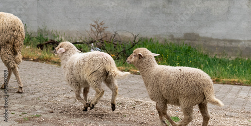 Selective focus shot of running lambs.