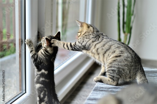 Tabby kittens play and make mischief together