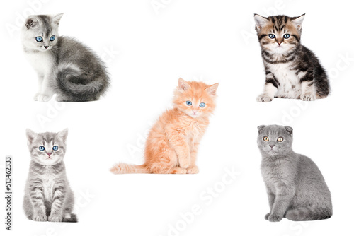 set of five small isolated kittens