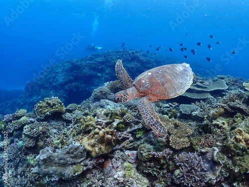 green sea turtle