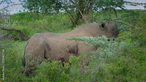 Black Rhinoceros or Hook-lipped Rhinoceros - Diceros bicornis, native to eastern and southern Africa, walking on the green grass with bushes and the road, side view and face to face view, portrait.