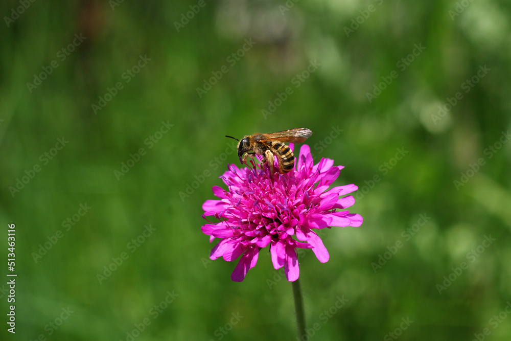 Bee is pollinating purple scabious flower. Bee is collecting nectar from Gipsy rose flower. Knautia arvensis plant blossom. Copy Space. Focus on flower. Green blurred background. Insect life. Bee is pollinating purple scabious flower. Bee is collecting nectar from Gipsy rose flower. Knautia arvensis plant blossom. Copy Space. Focus on flower. Green blurred background. Insect life.