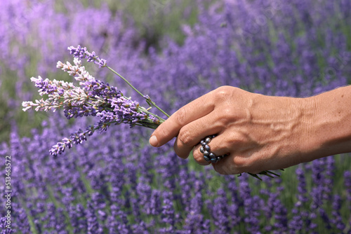 Lavender twigs in hand in a purple lavender field, flowering lavender bushes. Pastel colors background. A soft feeling of a dream.