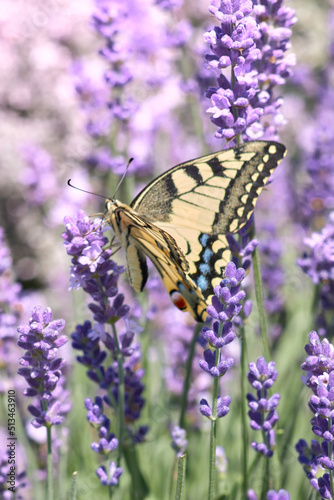 Butterfly in a purple lavender field, flowering lavender bushes. Pastel colors background. Soft feeling of a dream.