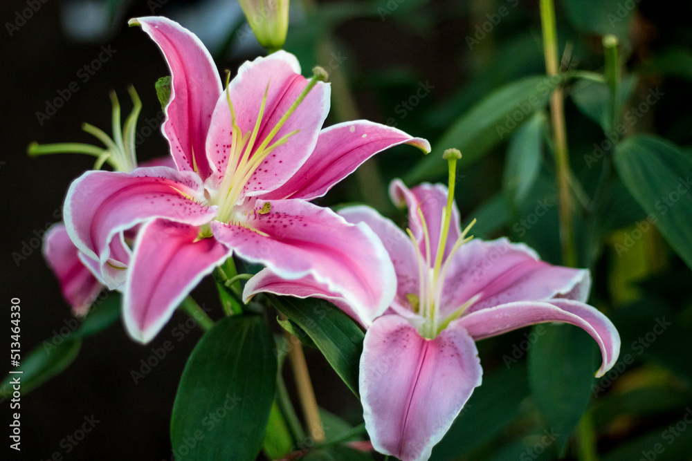pink lily in the garden pink lily in the garden
