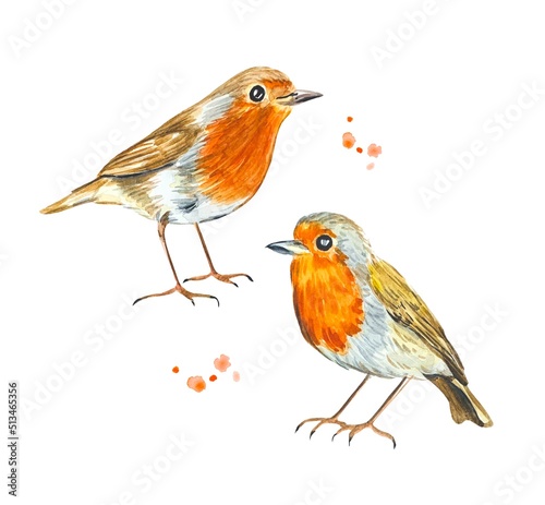 Watercolor robin birds on a white background