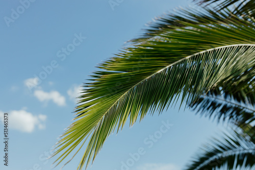 Leaves of palm tree on blue sky  summertime travel background. Tropical nature banner. Template for business  covers  cosmetics packaging  interior decoration  phone case.