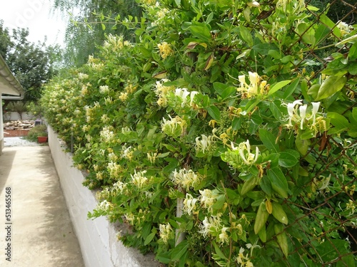 Honeysuckle Plant Growing Through Fence