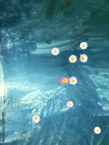 Fototapeta Naklejka Na Ścianę i Meble -  Flowers floating on the water top view. Trendy aesthetic background with daisy blossoms in deep blue pool. Minimal summer design.