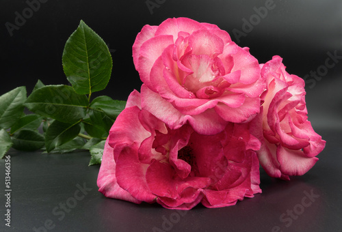 Pink rose photographed against a dark background