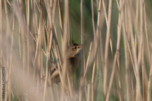 close up of a female Reed Bunting (Emberiza schoeniclus) perched on golden reeds with a natural green background