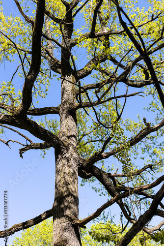 dark trunk and young green leaves of oak tree