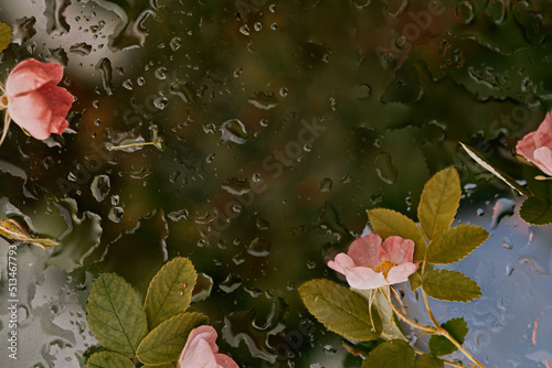 Pink  fresh rosehip flowers on wet glass  dark background