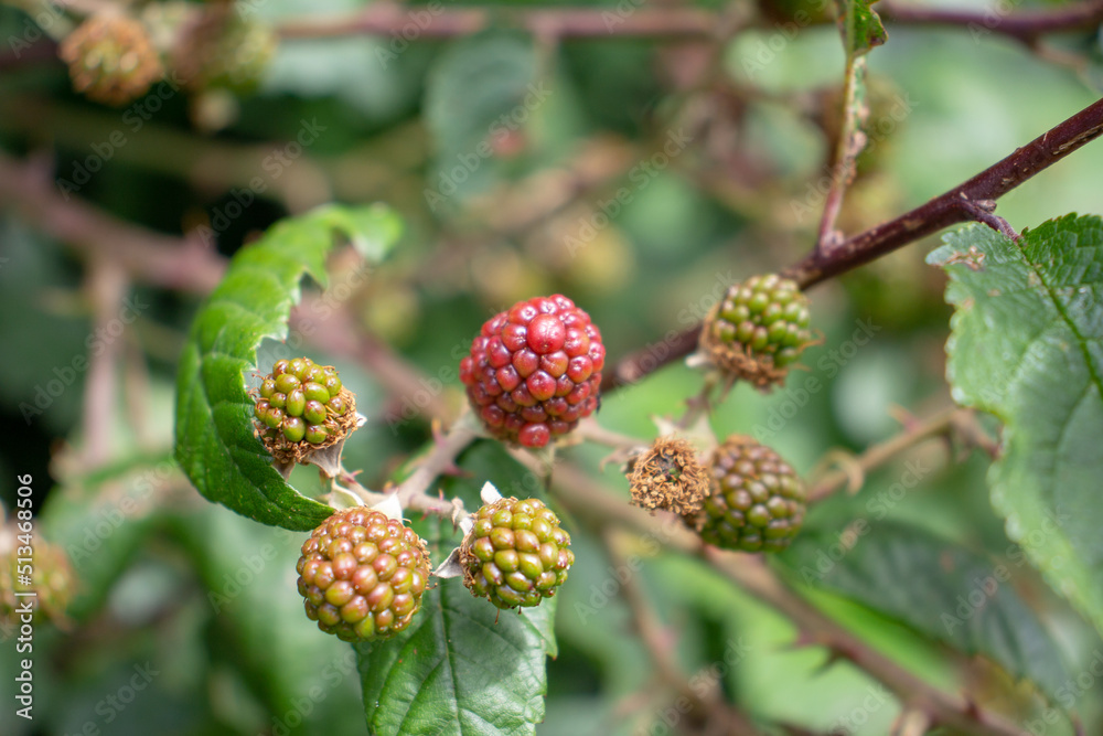 green unripe Blackberry (genus Rubus) fruit isolated on a natural green hedge background