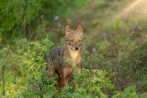 A Sri Lankan fox spotted at Yala National Park  Sri Lanka