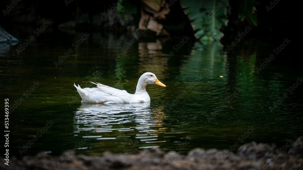 Naklejka premium pato