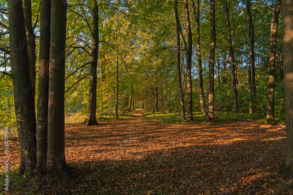 Stripes of light and shadow on fallen leaves on a path in the autumn forest. Stripes of light and shadow on fallen leaves on a path in the autumn forest.