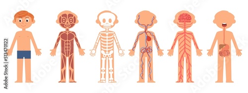 Cartoon boy anatomy. Children body biology, bones and nervous system. Human child skeleton, muscle and internal organs. Kid on rentgen decent vector concept