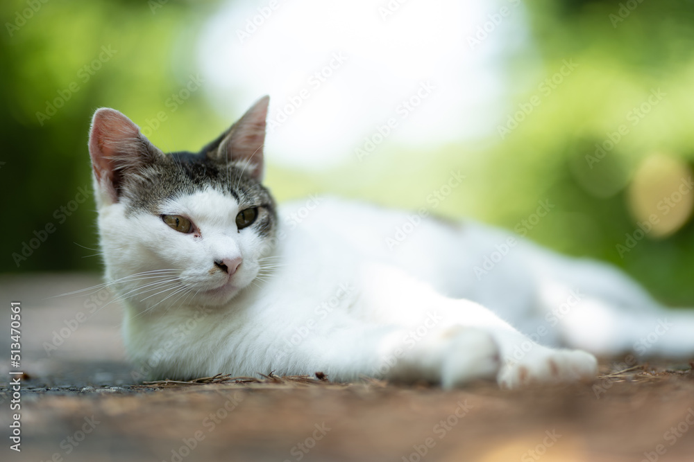 猫 猫