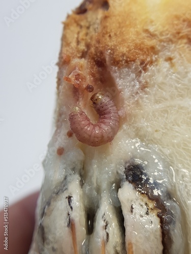 Larvae of fruit borer (Nephopterix sp) injure on star apple fruit and their seed photo