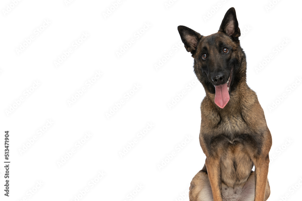 sweet little belgian shepherd puppy with tongue out being happy