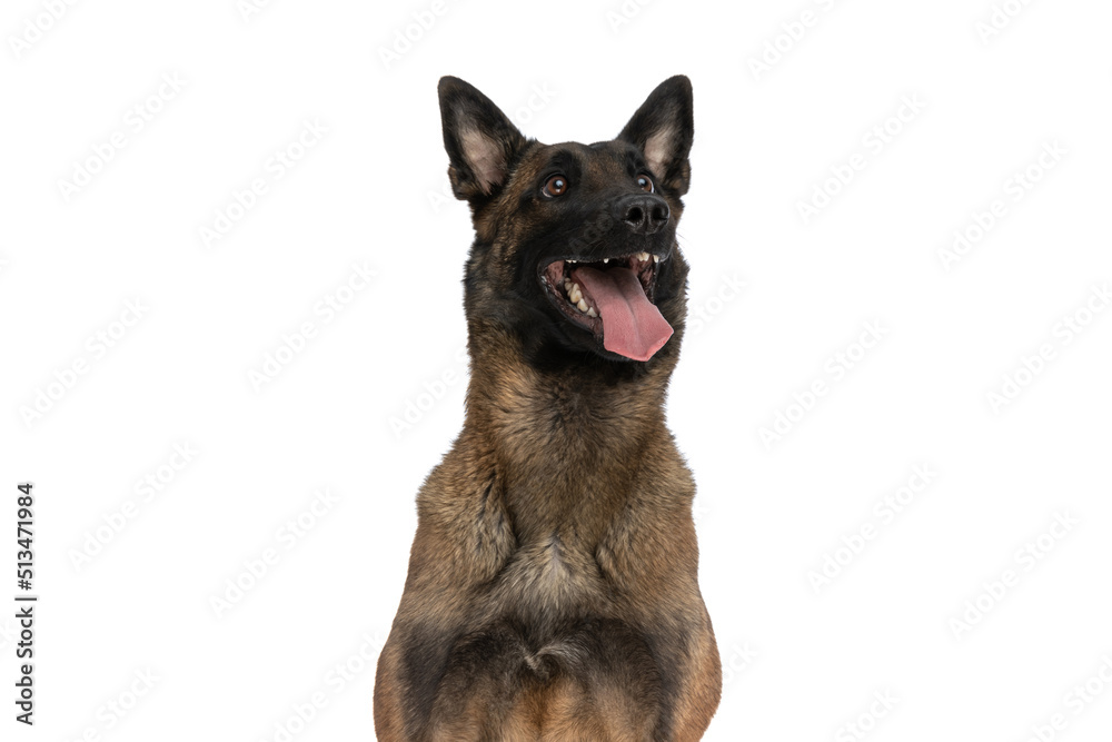 precious belgian shepherd dog being happy and looking up