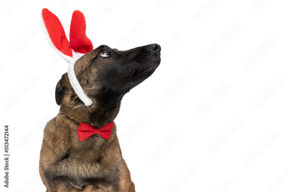 cute belgian shepherd dog with bowtie and bunny ears looking up side