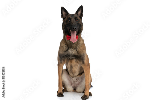 elegant malinois dog with red bowtie panting and sitting on back legs