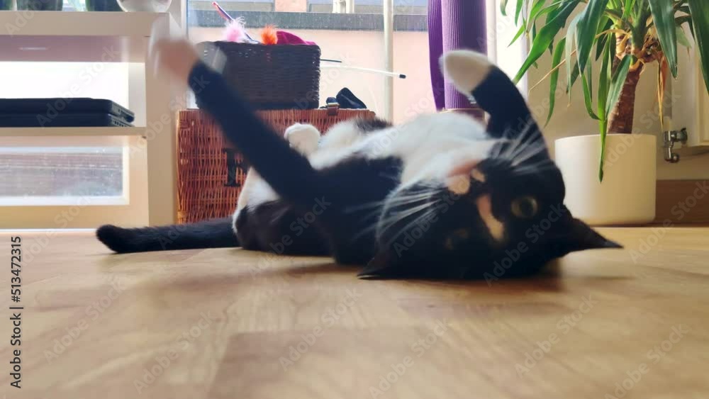 Cat rolling on the ground, playing cat. Close up shot of black and