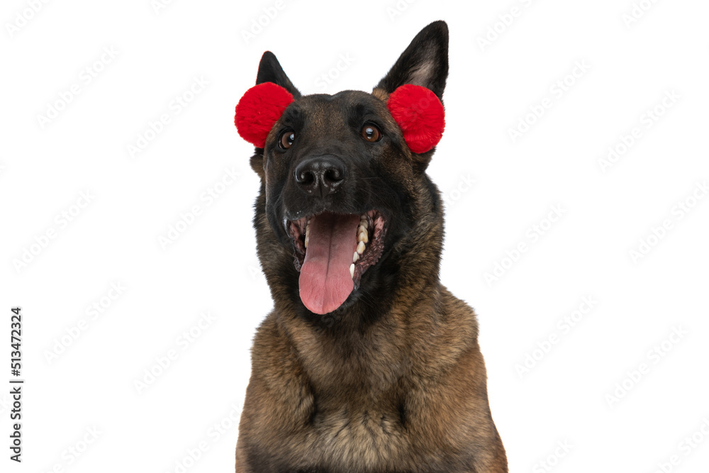enthusiastic malinois puppy with tassels headband panting