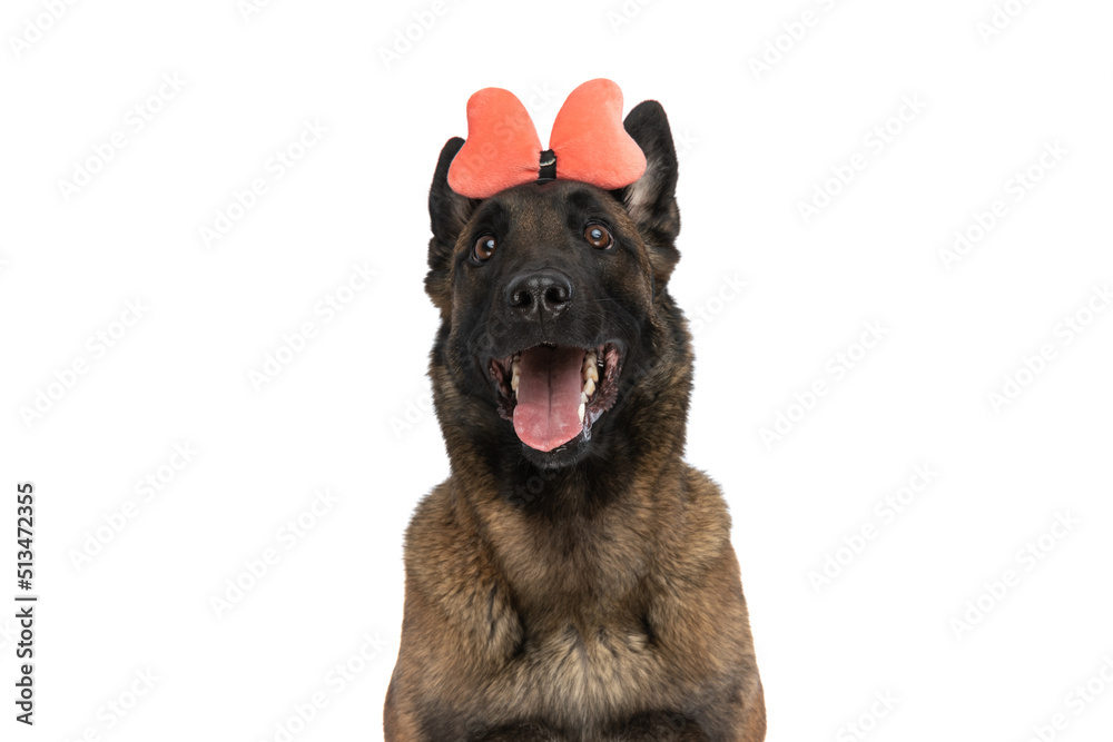 curious belgian shepherd dog with bowtie headband looking up and panting