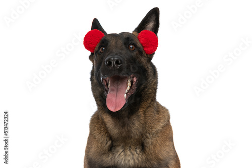 enthusiastic malinois puppy with tassels headband panting