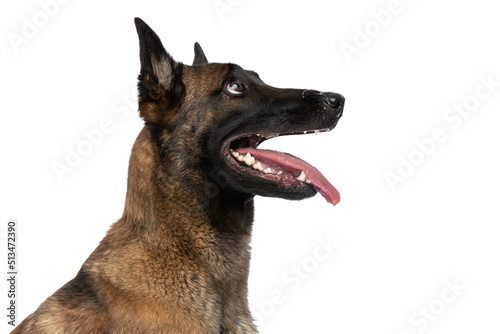 eager belgian shepherd puppy looking up and sticking out tongue