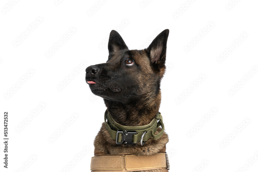 curious little belgian shepherd dog with body harness looking up