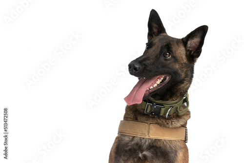 excited belgian malinois dog with tongue outside looking away