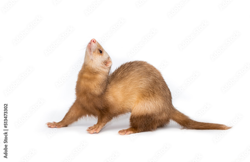 Ferret on a white background is insulated. Light color of the pet. Ermine, weasel, marten. Ferret on a white background is insulated. Light color of the pet. Ermine, weasel, marten.