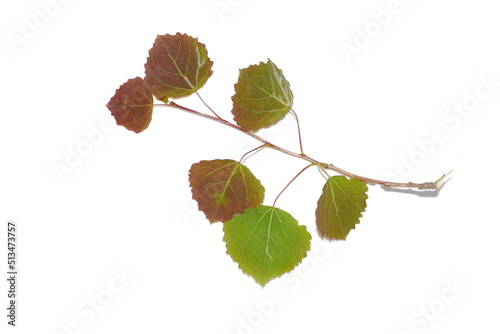 New young red and green leaves on common aspen tree Populus tremula in spring isolated on white background photo